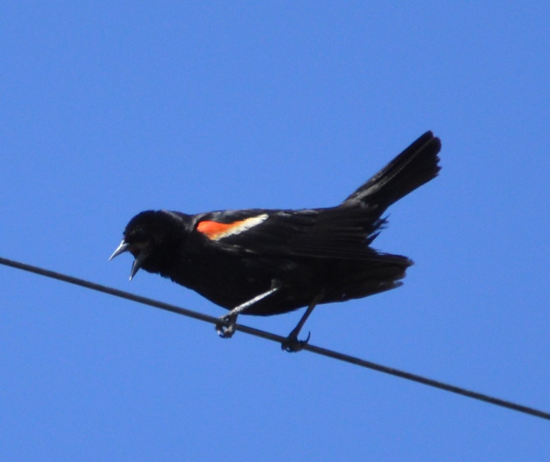 Red-winged Blackbird - Kay Trebesch