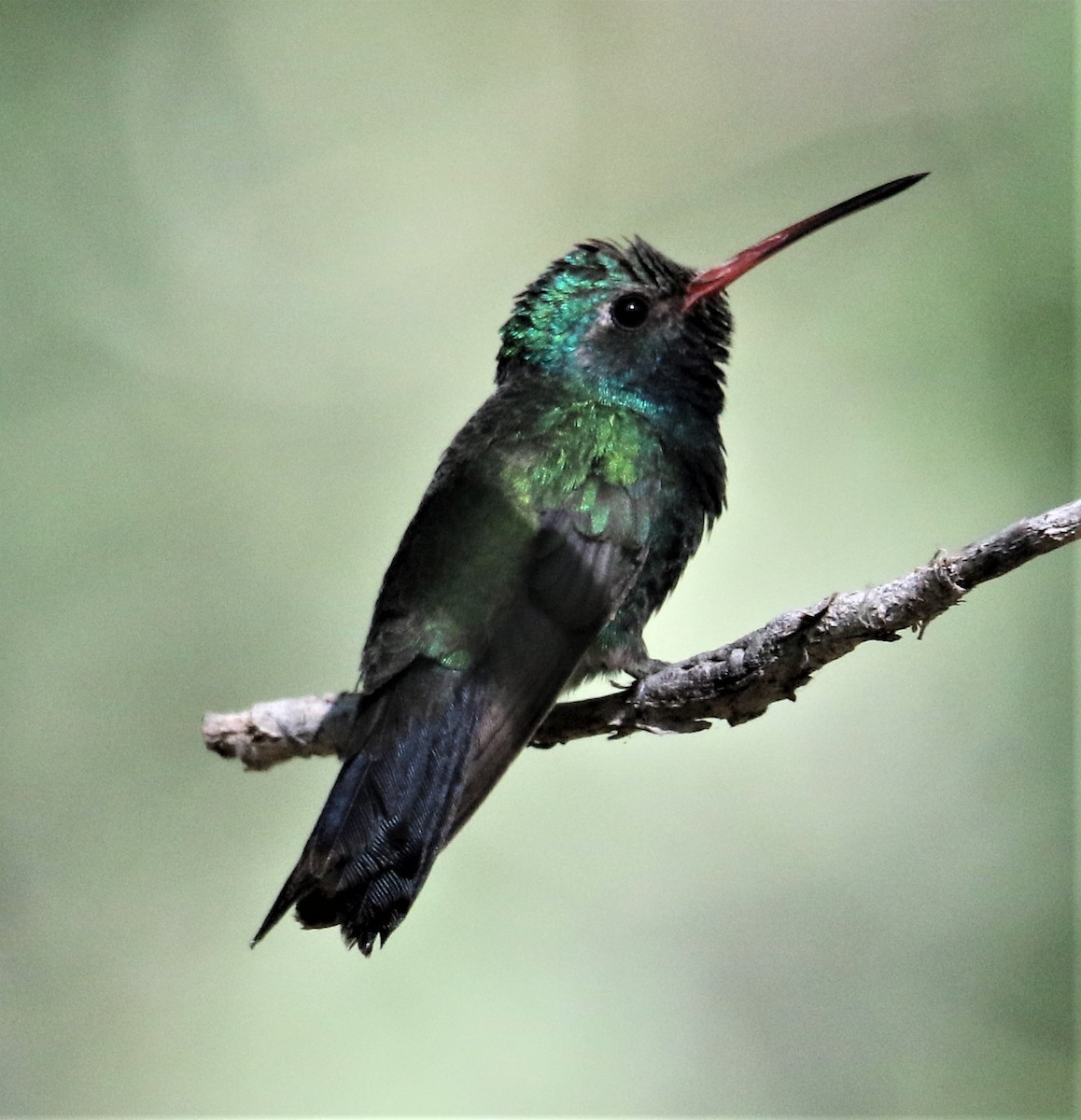 Broad-billed Hummingbird - Jim Stasz