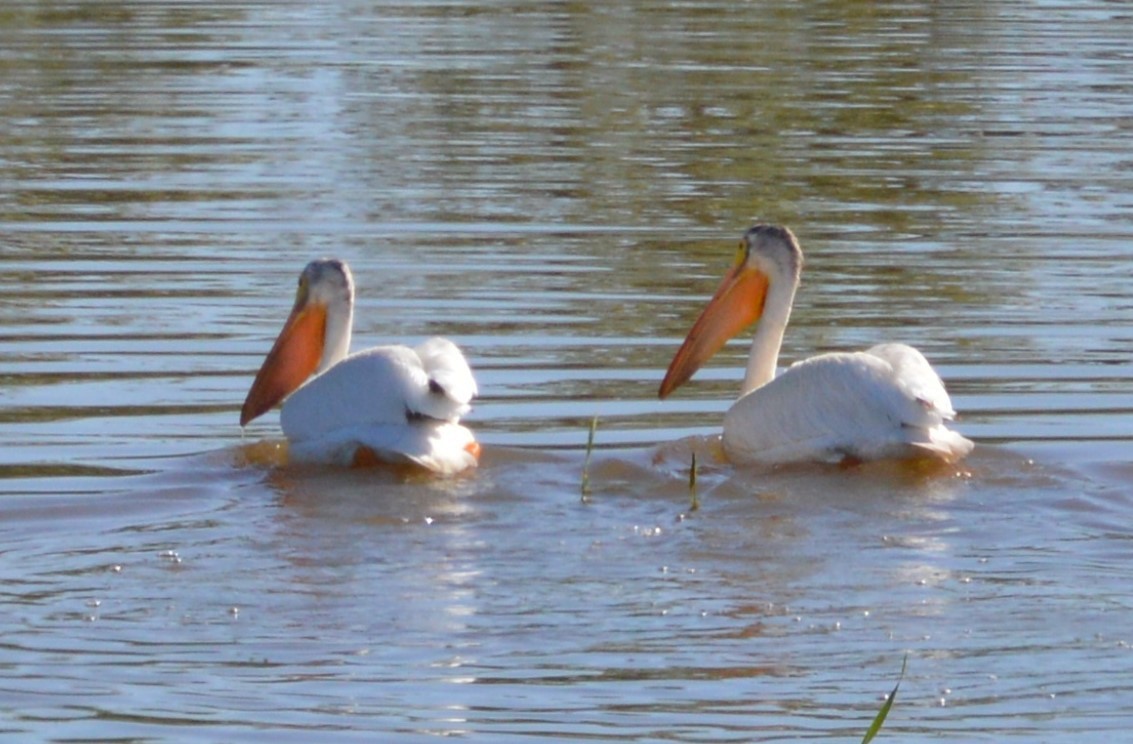 pelikán severoamerický - ML167008241