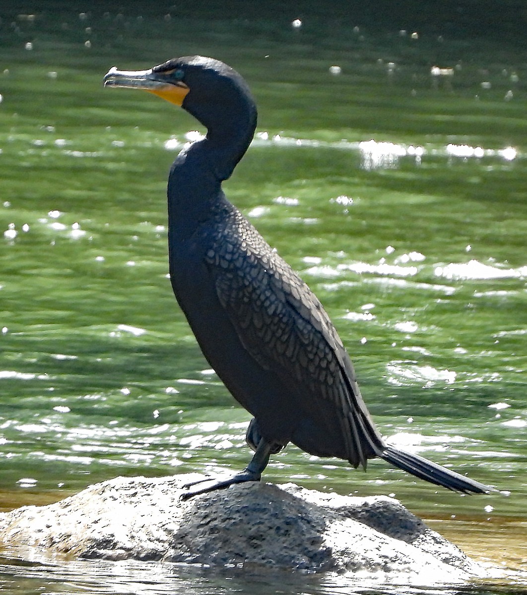 Cormorán Orejudo - ML167008361