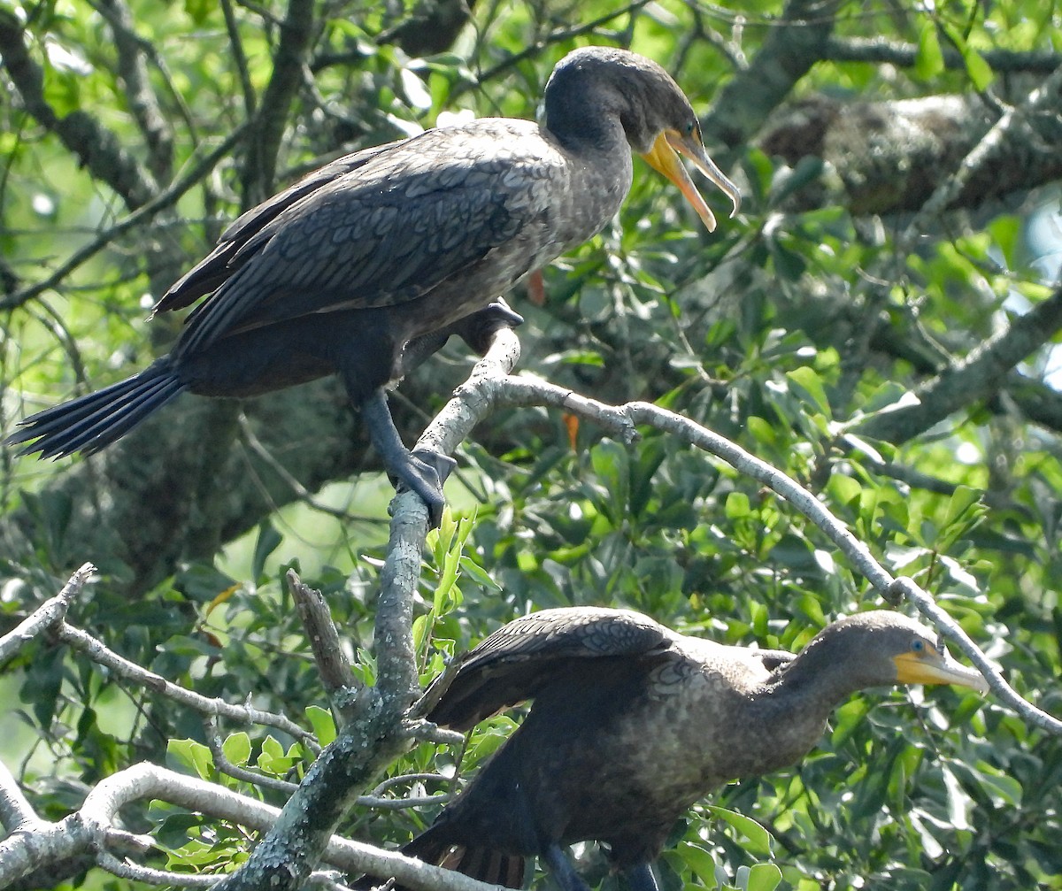 Cormorán Orejudo - ML167008391