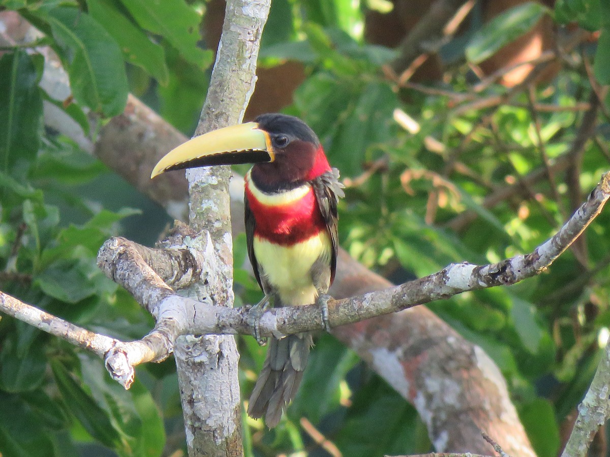 Red-necked Aracari - ML167008811