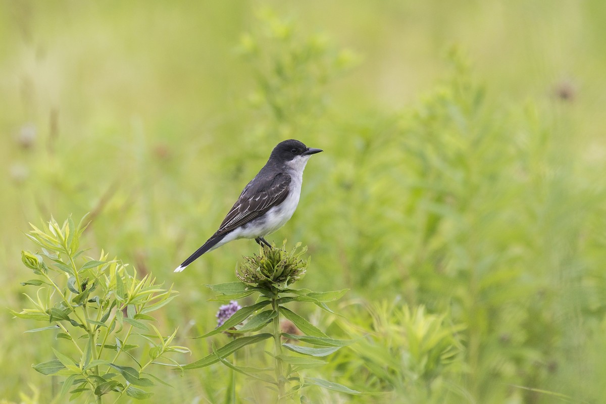 Eastern Kingbird - ML167008821