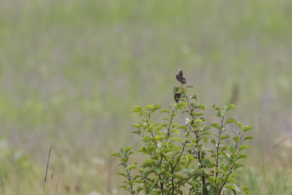 Henslow's Sparrow - ML167008861