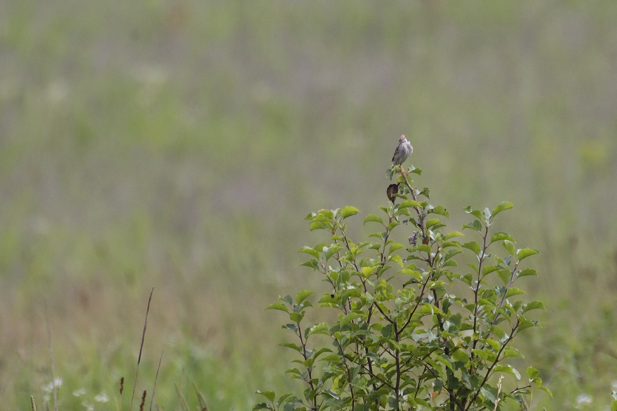 Henslow's Sparrow - ML167008871