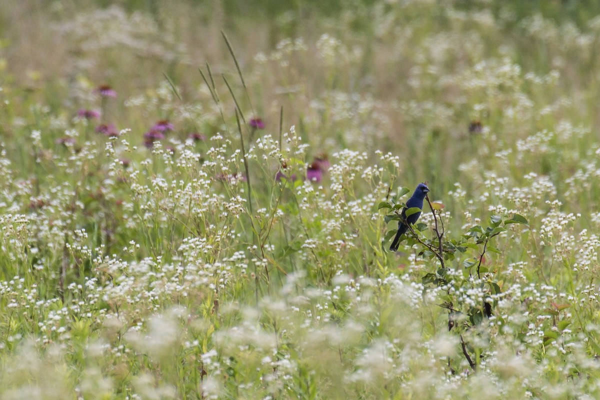 Blue Grosbeak - ML167008881