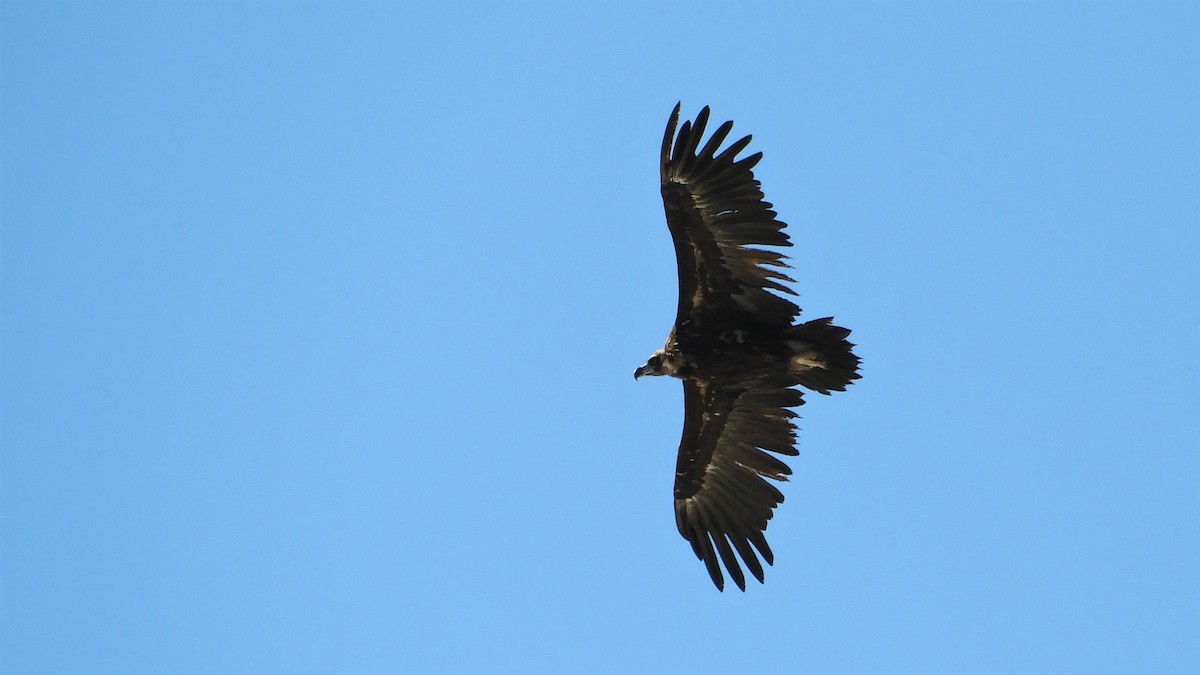 Cinereous Vulture - Andy  Woodward