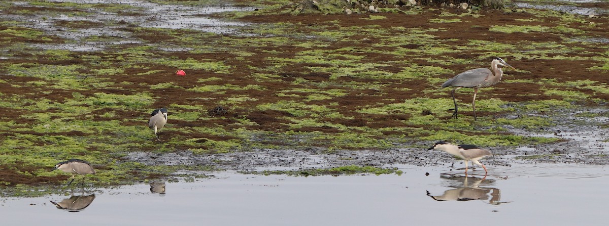 Black-crowned Night Heron - ML167009541
