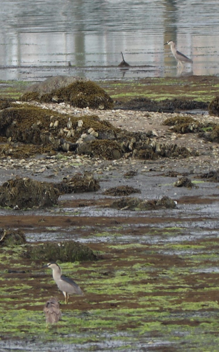 Black-crowned Night Heron - ML167009581
