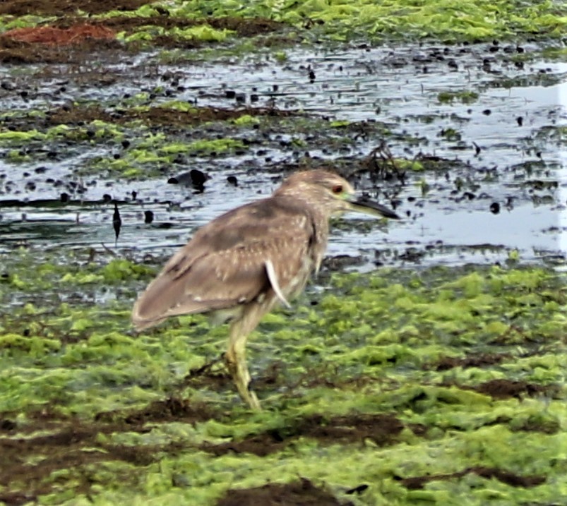 Black-crowned Night Heron - ML167009621