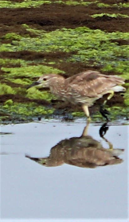 Black-crowned Night Heron - ML167009651