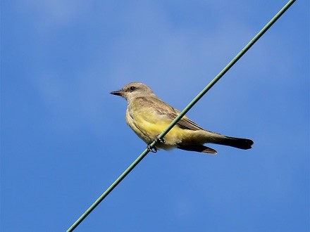 Western Kingbird - ML167011001