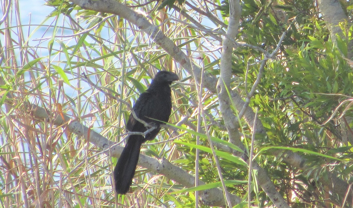 Smooth-billed Ani - ML167011031