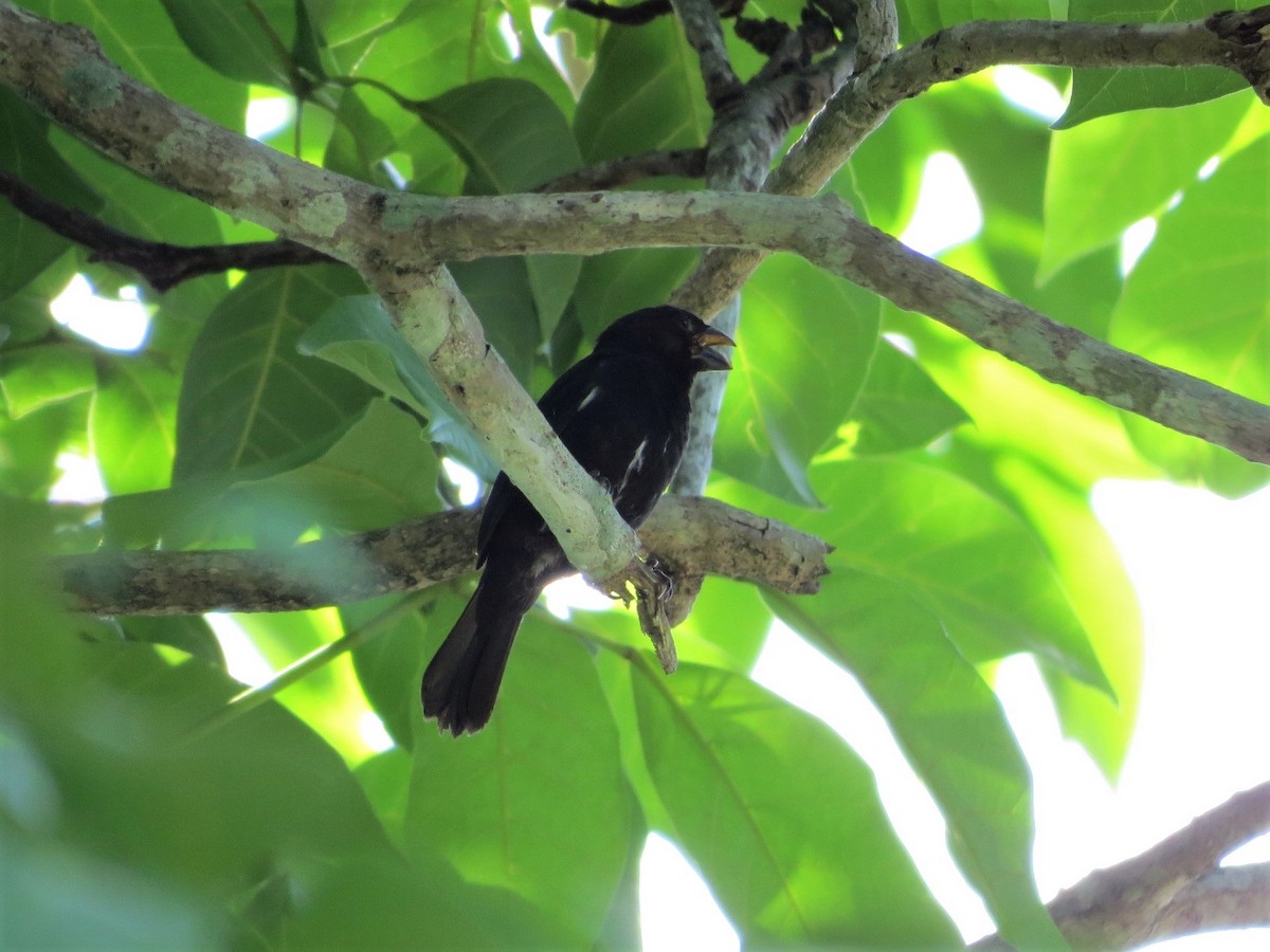 Thick-billed Seed-Finch - ML167011261