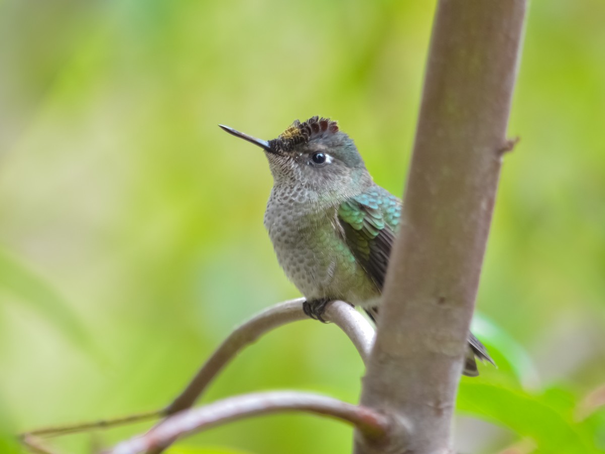 Green-backed Firecrown - Javier Pérez