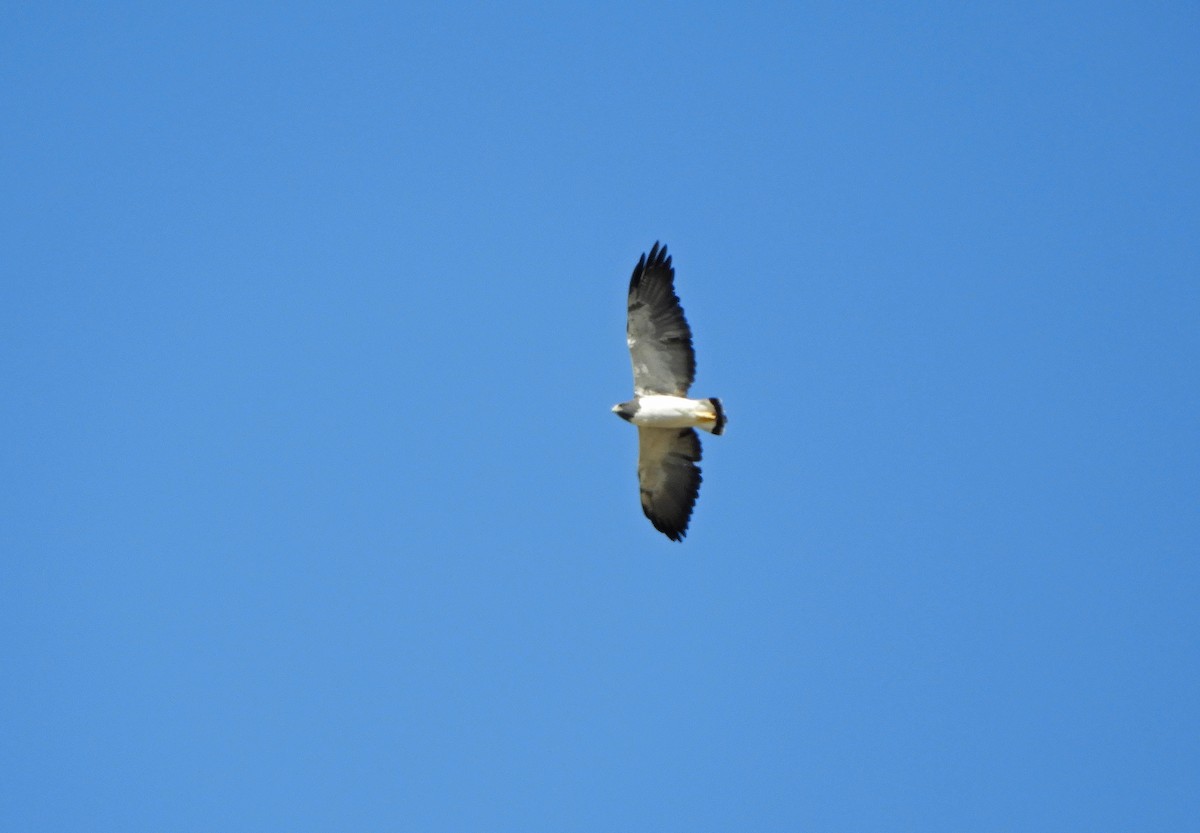 White-tailed Hawk - Ray Wershler
