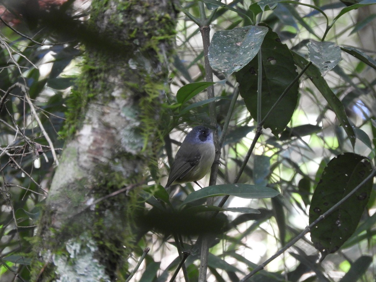 Plain Antvireo - ML167014091