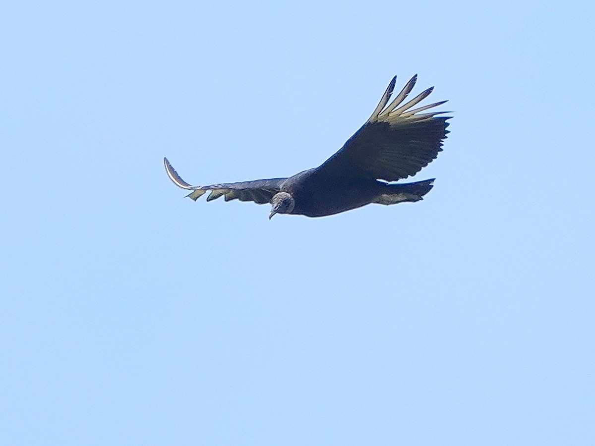 Black Vulture - ML167015441