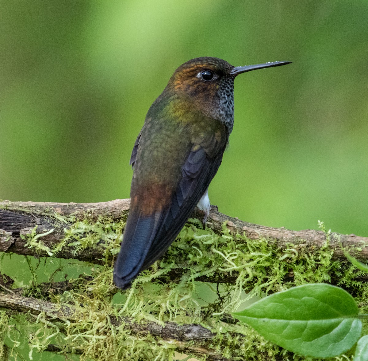 Hoary Puffleg - ML167015761