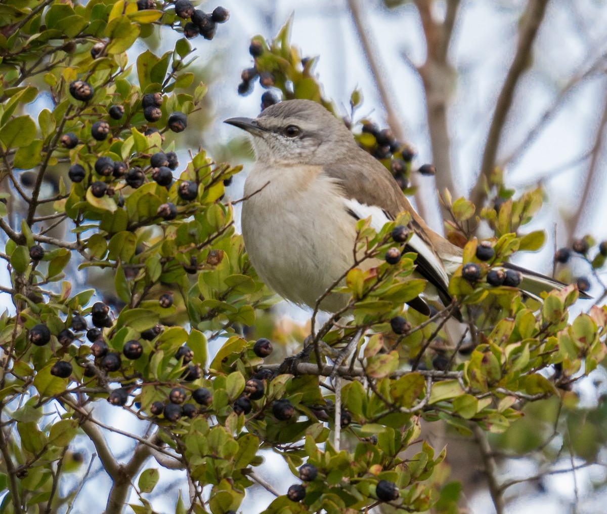 White-banded Mockingbird - ML167016391