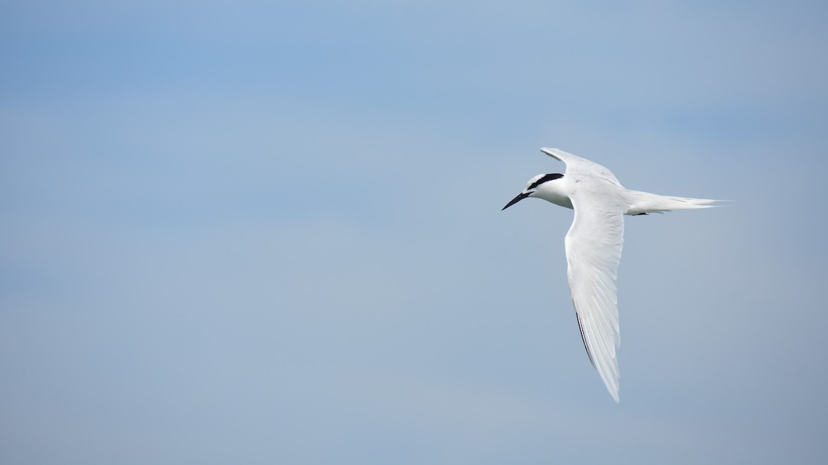 Black-naped Tern - Kun-Hui  Lin