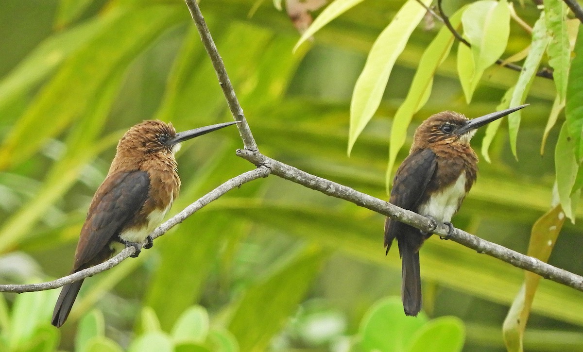 Brown Jacamar - Ray Wershler