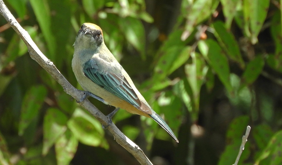 Burnished-buff Tanager - Ray Wershler