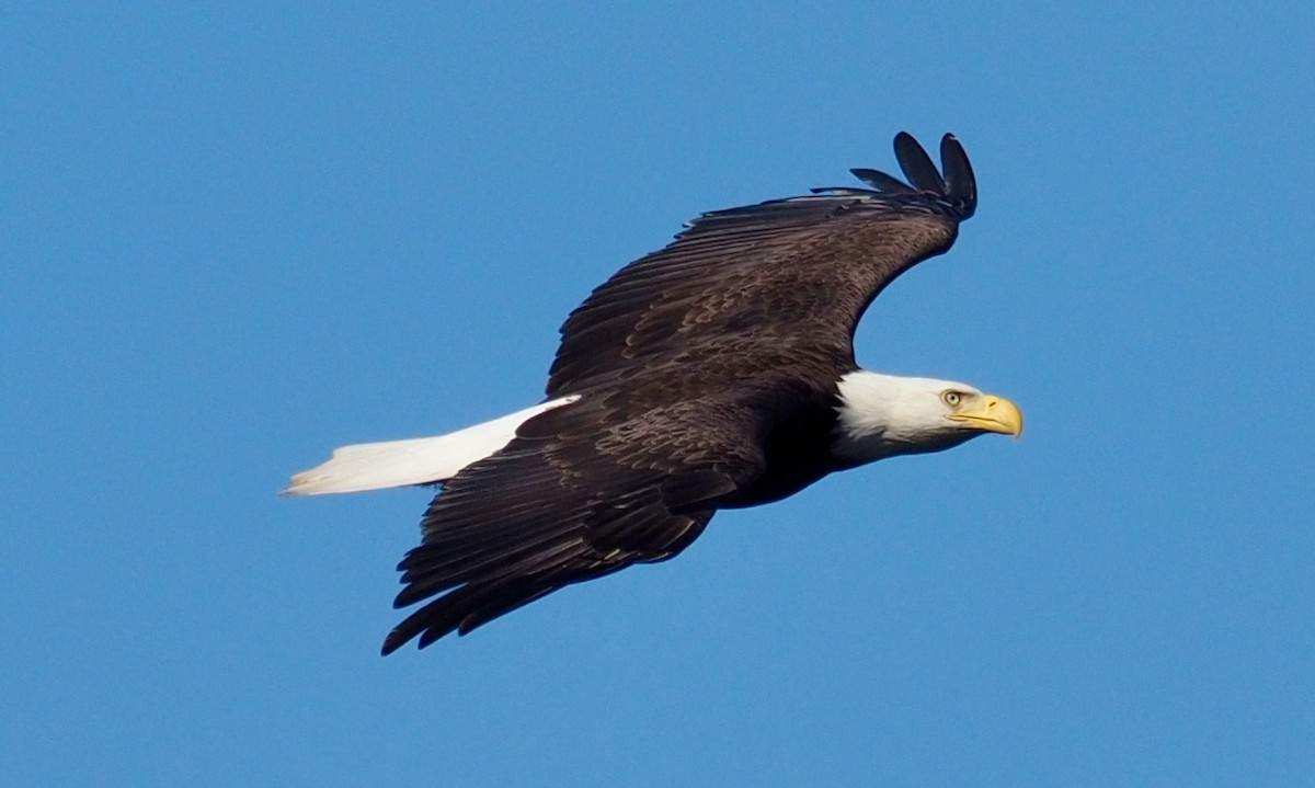 Bald Eagle - Paul Kinzer