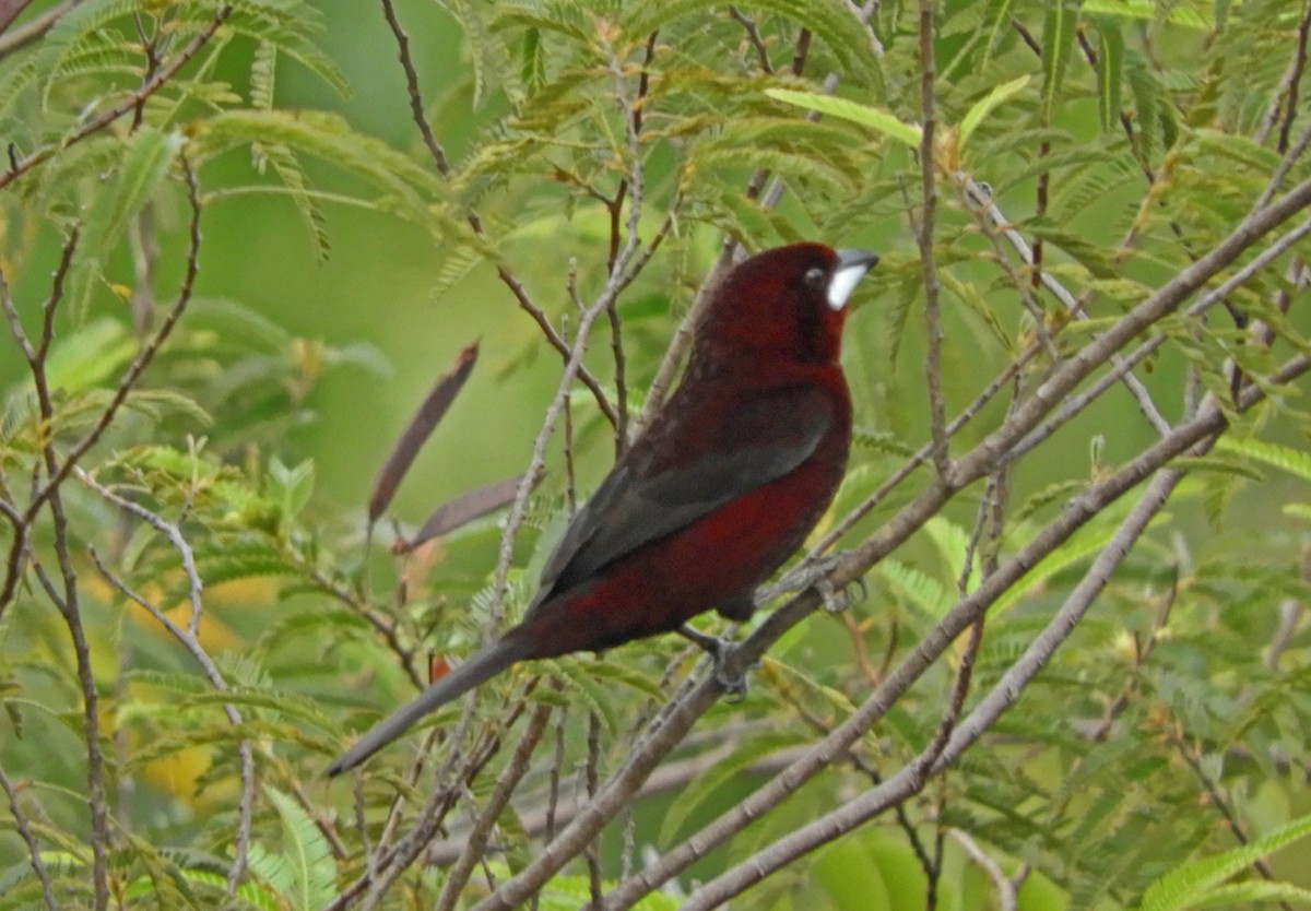 Silver-beaked Tanager - ML167019011