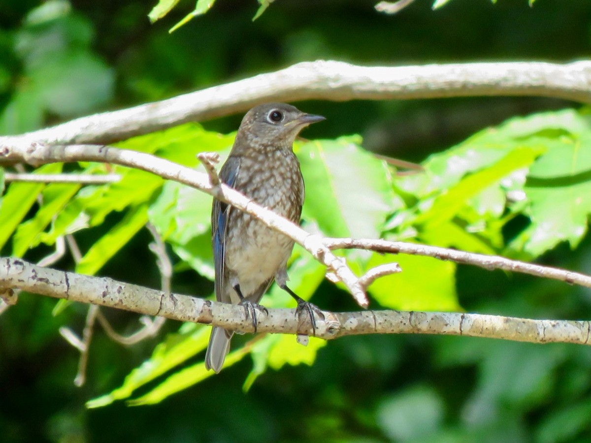 Eastern Bluebird - ML167019661