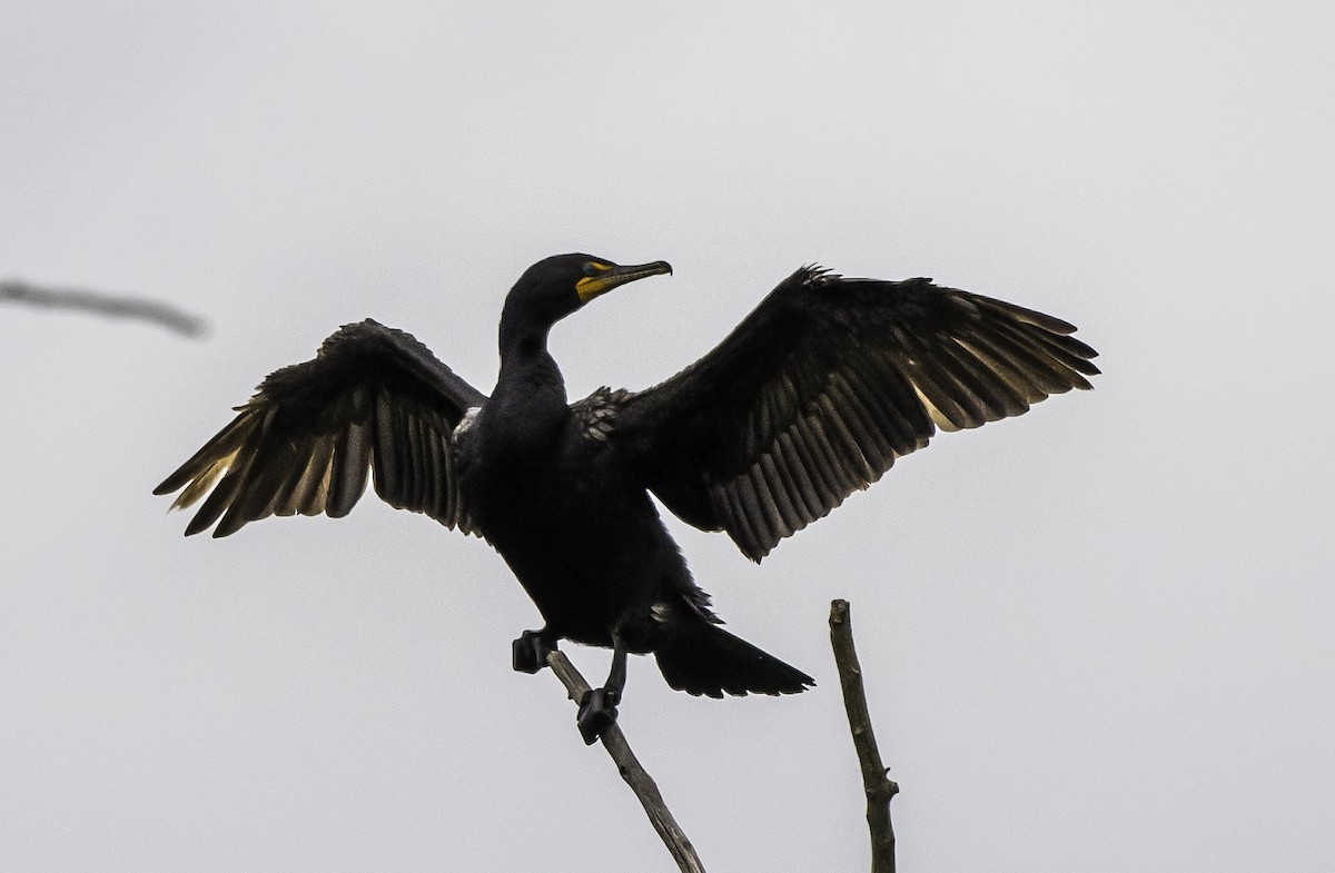 Cormoran à aigrettes - ML167019831