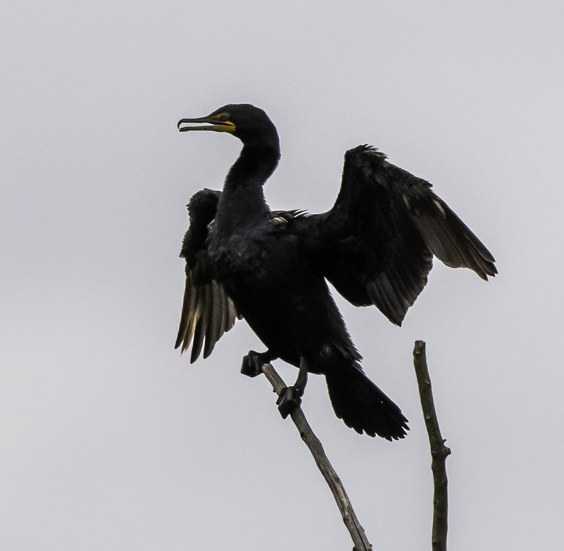 Double-crested Cormorant - Douglas Knight