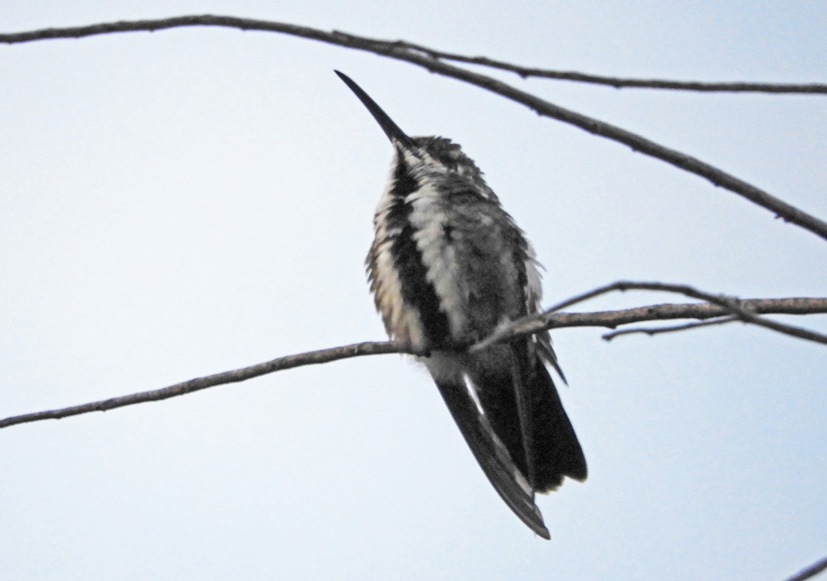 Black-throated Mango - Ray Wershler