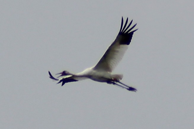 Grue blanche - ML167020061