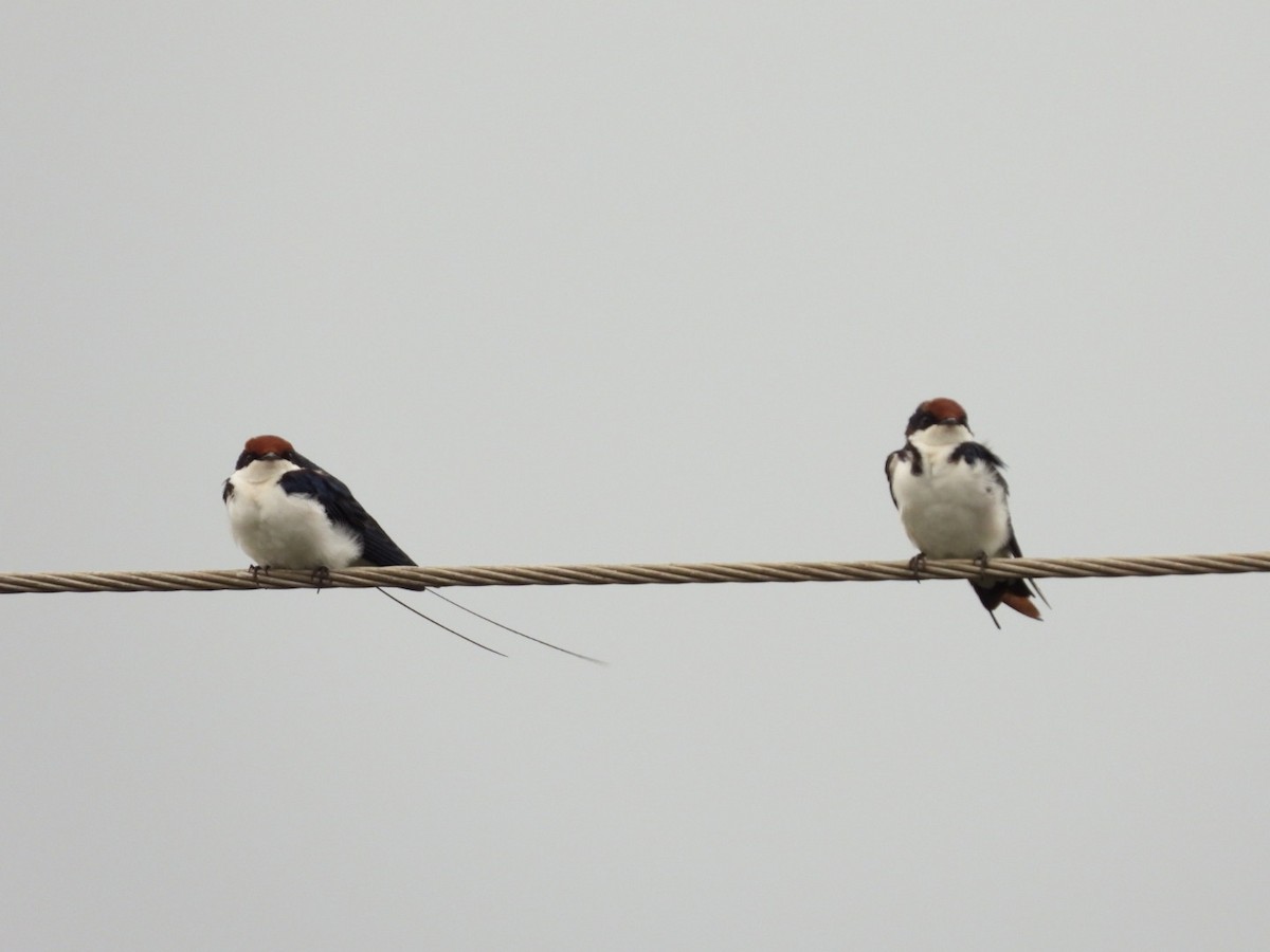 Wire-tailed Swallow - Lakshmikant Neve