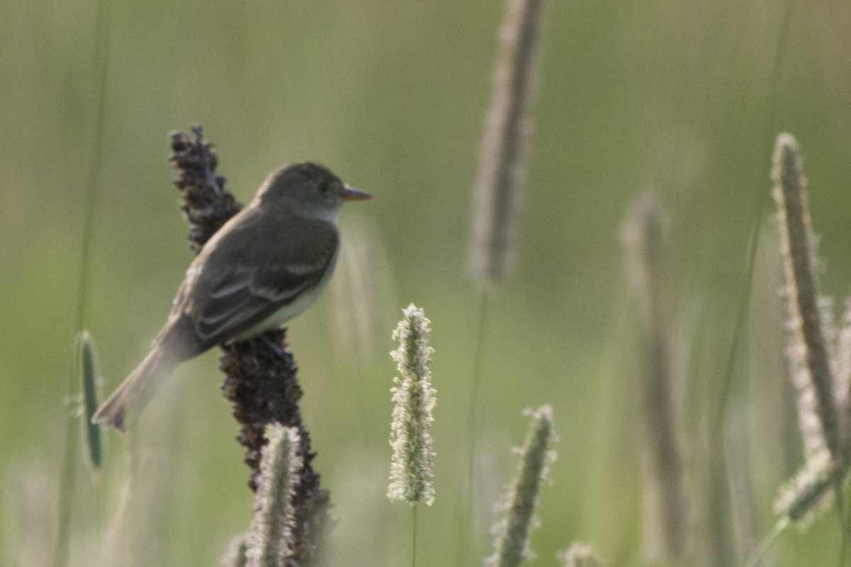 Willow Flycatcher - ML167020851