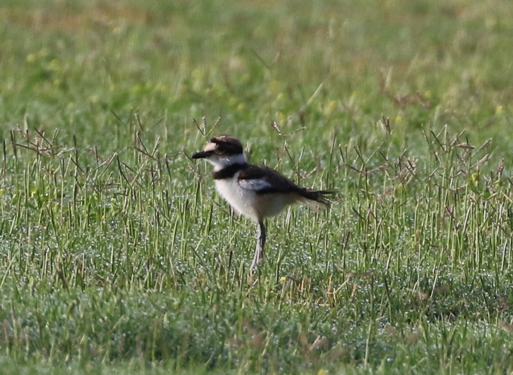 Killdeer - Tom Benson