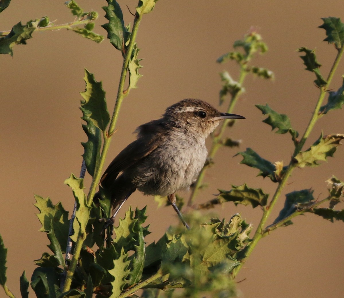 Bewick's Wren - ML167024341