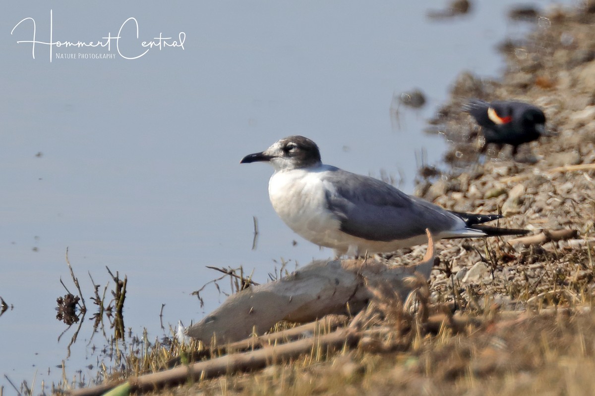 Franklin's Gull - Doug Hommert