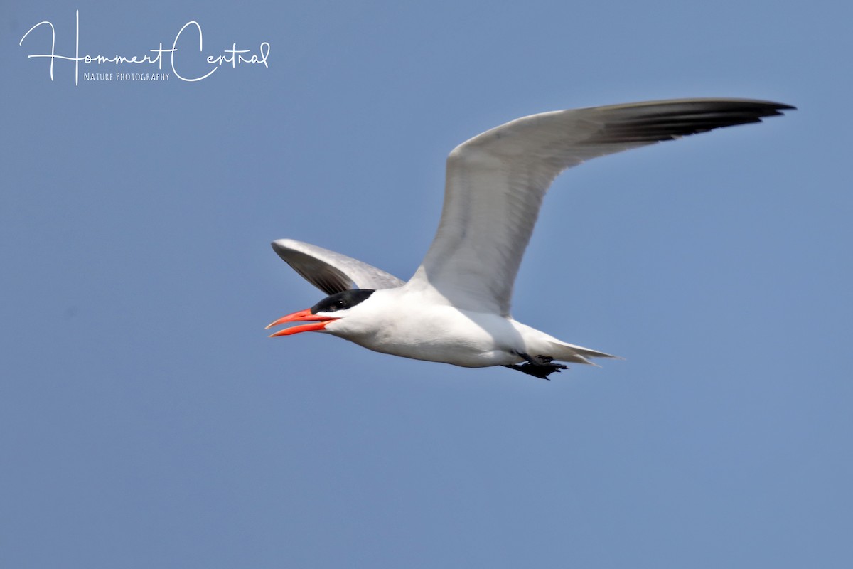 Caspian Tern - Doug Hommert