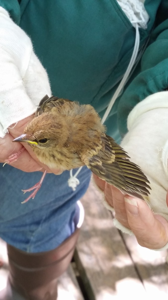 Veery - ML167026801