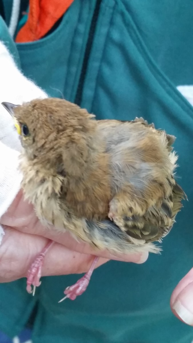 Veery - ML167026811