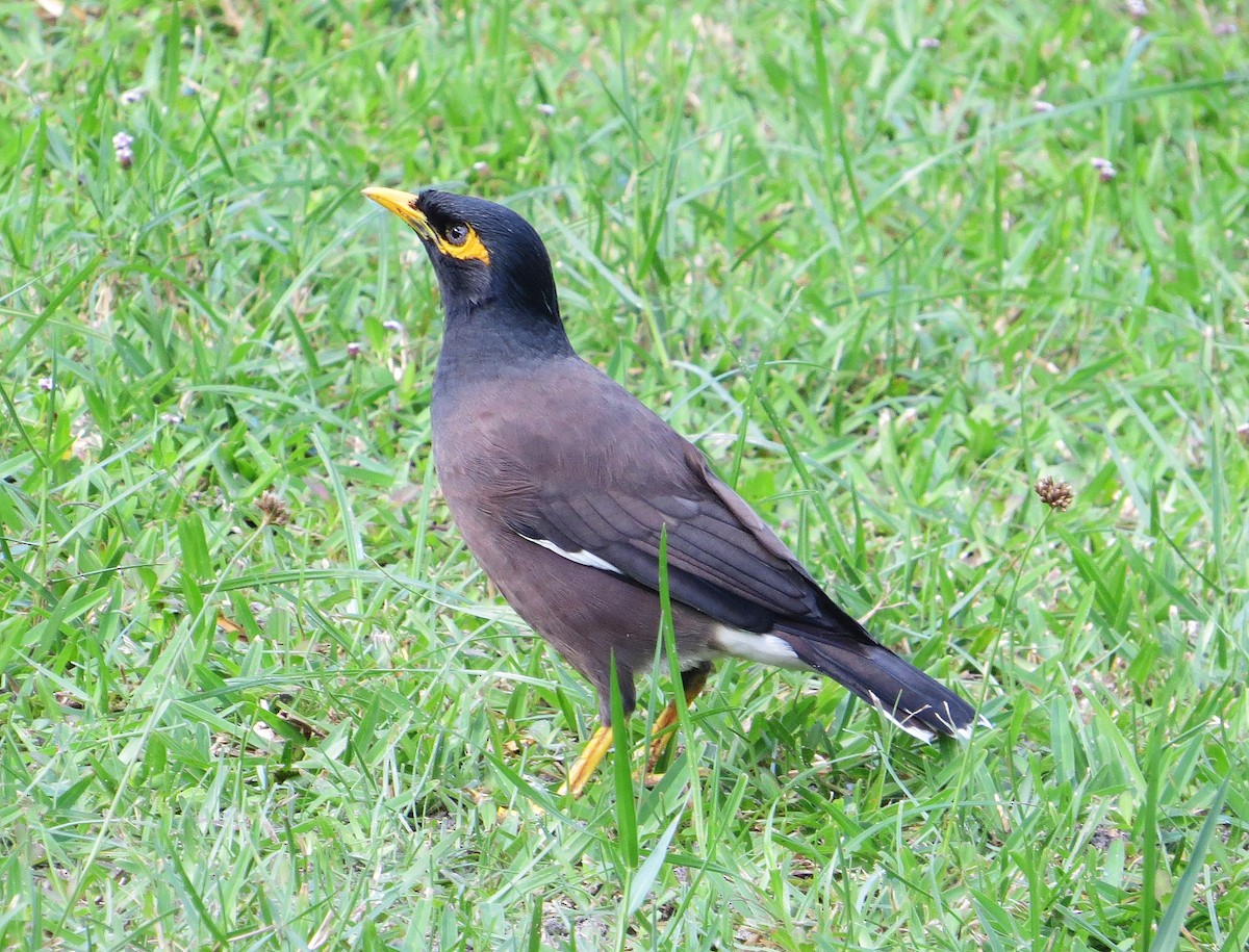 Common Myna - ML167027121