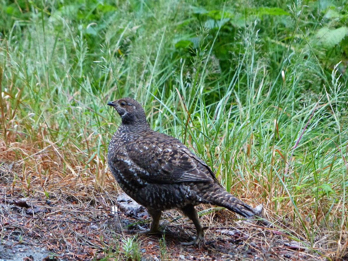 Sooty Grouse - ML167027471