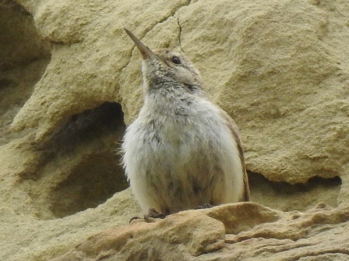 Rock Wren - Mike Thelen