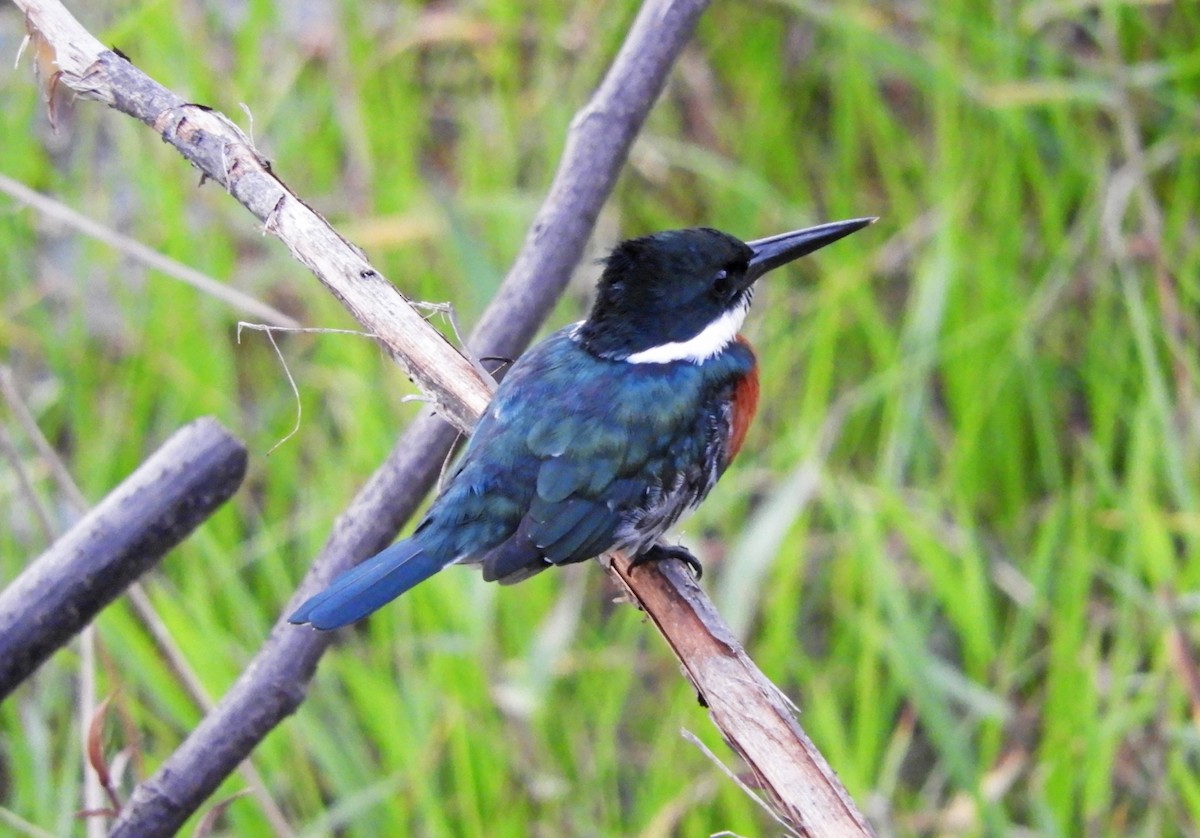 Green Kingfisher - ML167027751