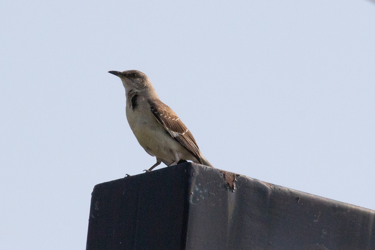 Northern Mockingbird - ML167027901