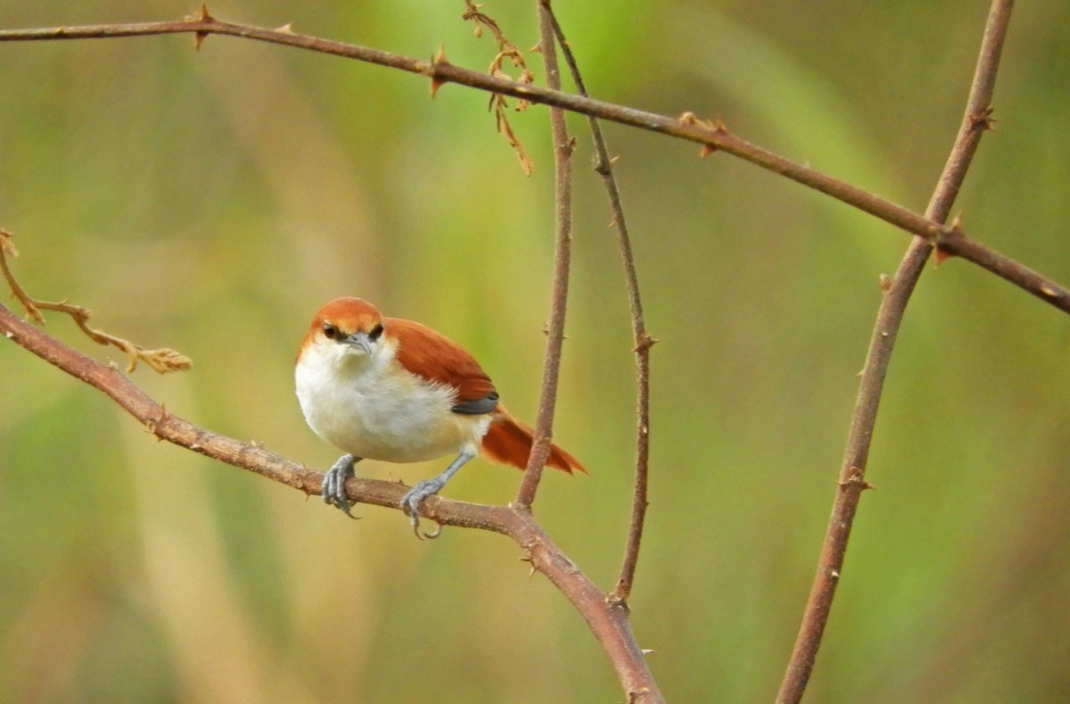 Red-and-white Spinetail - ML167027971