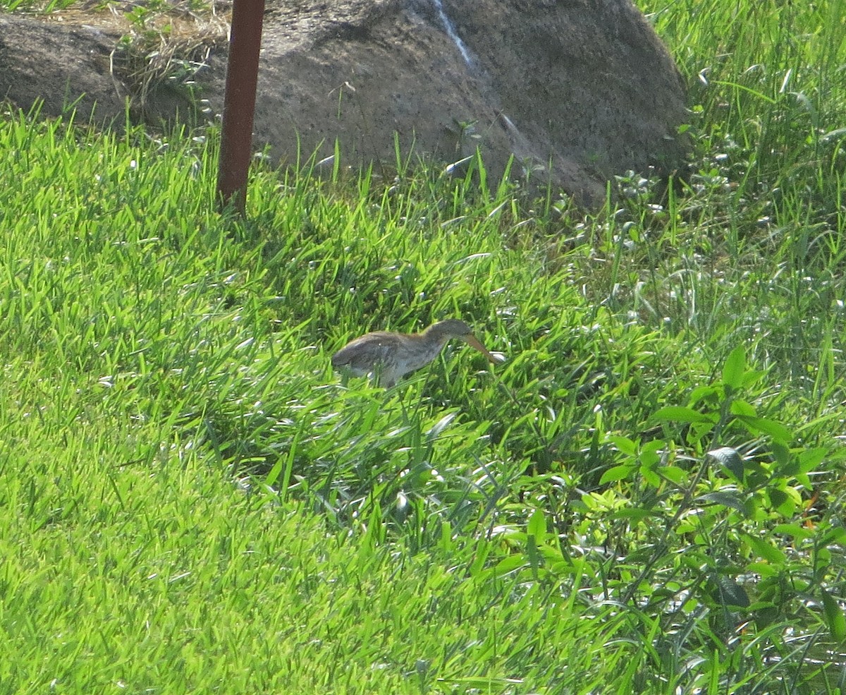 Yellow Bittern - Mike Wheeler