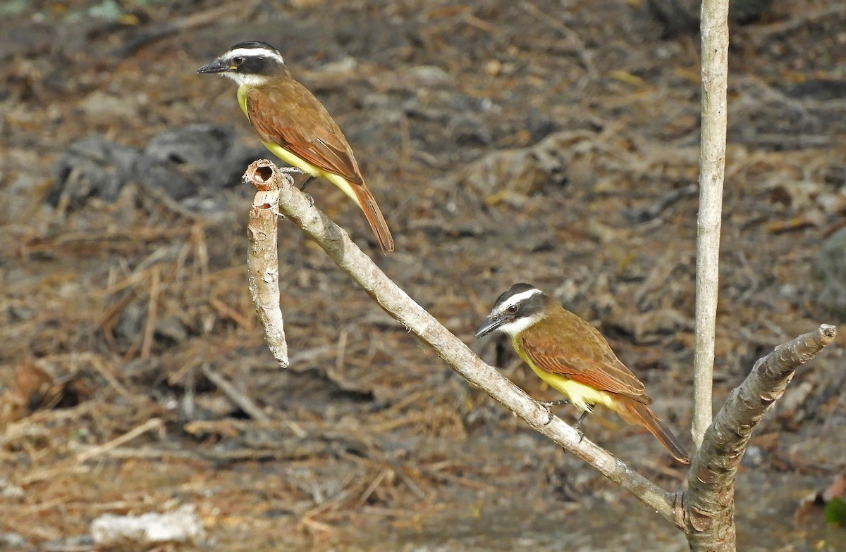 Great Kiskadee - ML167028181